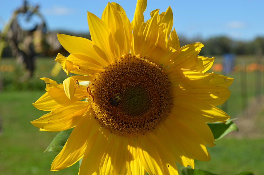 Sunflower #2 Photograph by Curtis Krusie