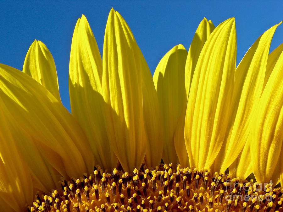 Spring Photograph - Sunflower #2 by Dan Radi