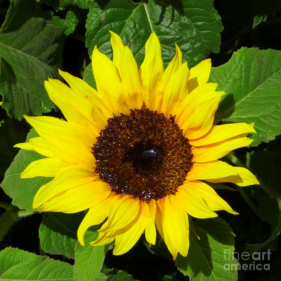 Sunflower #1 Photograph by Donna Spadola