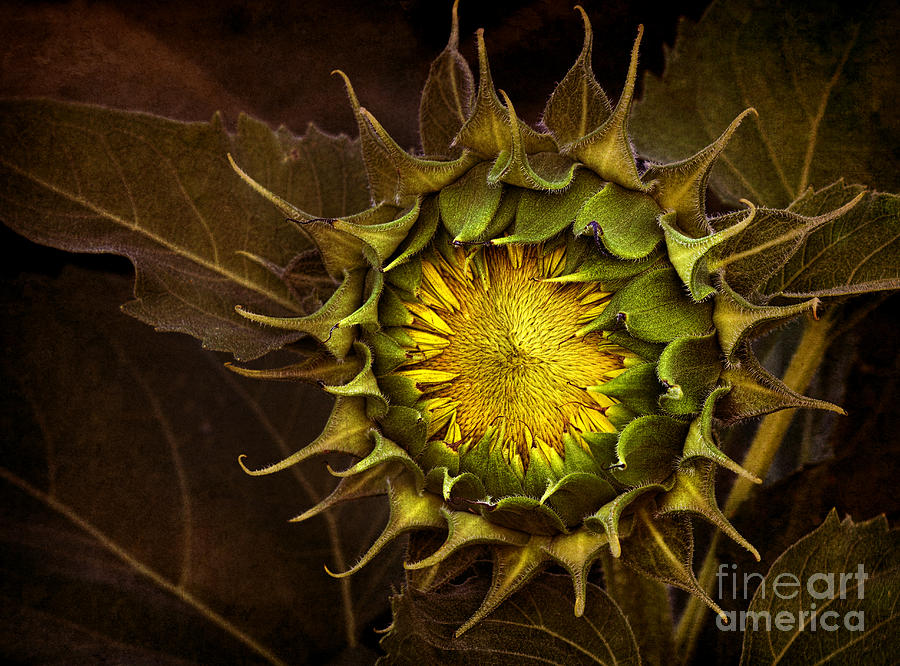 Sunflower Photograph - Sunflower #1 by Elena Nosyreva