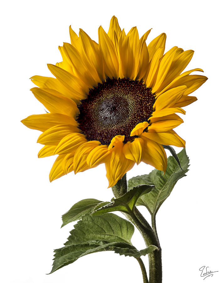 Sunflower  #2 Photograph by Endre Balogh