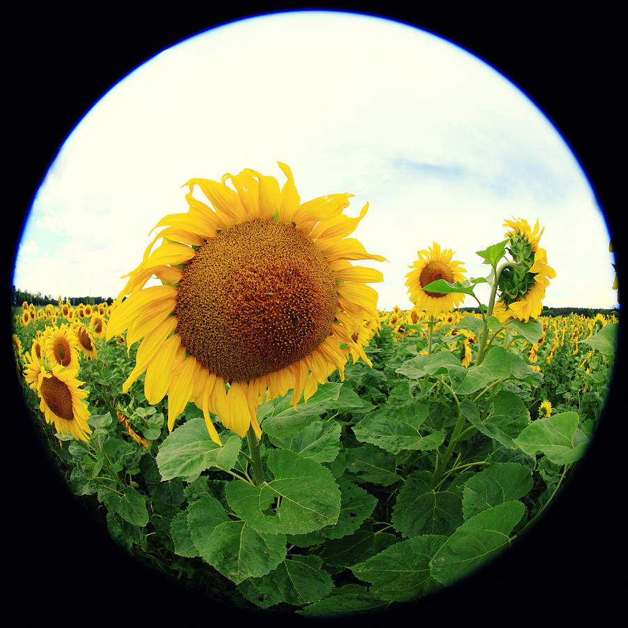 Flower Photograph - Sunflower #2 by Falko Follert