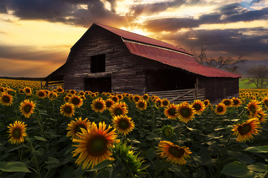 Sunflowers Photograph - Sunflower Farm by Debra and Dave Vanderlaan