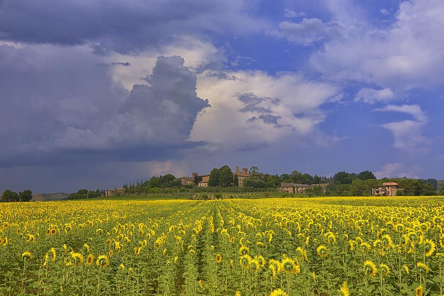 Summer Photograph - Sunflower Field #2 by Christian Heeb