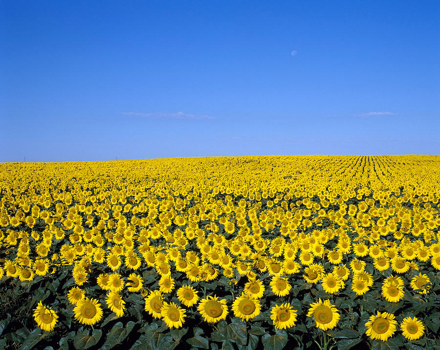 Sunflower Field #2 Photograph by Jeffrey Lepore
