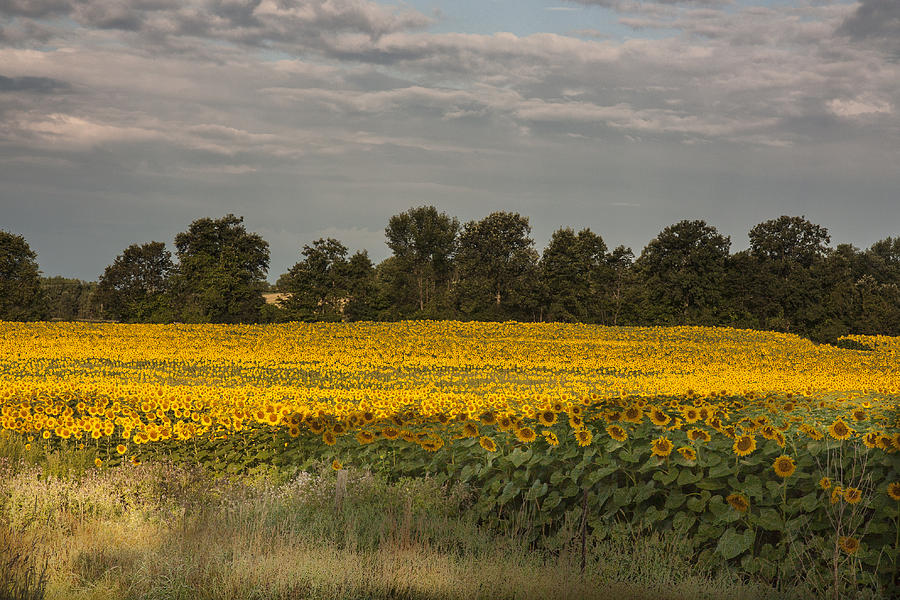 Sunflower Field #2 Photograph by Nick Mares