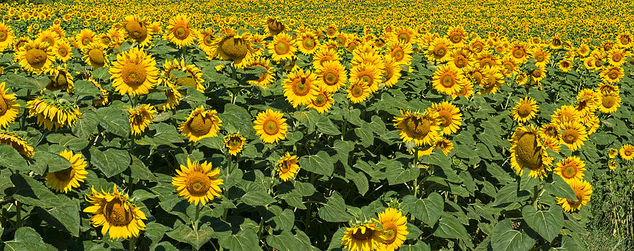 Sunflower Field #3 Photograph by Roy Pedersen