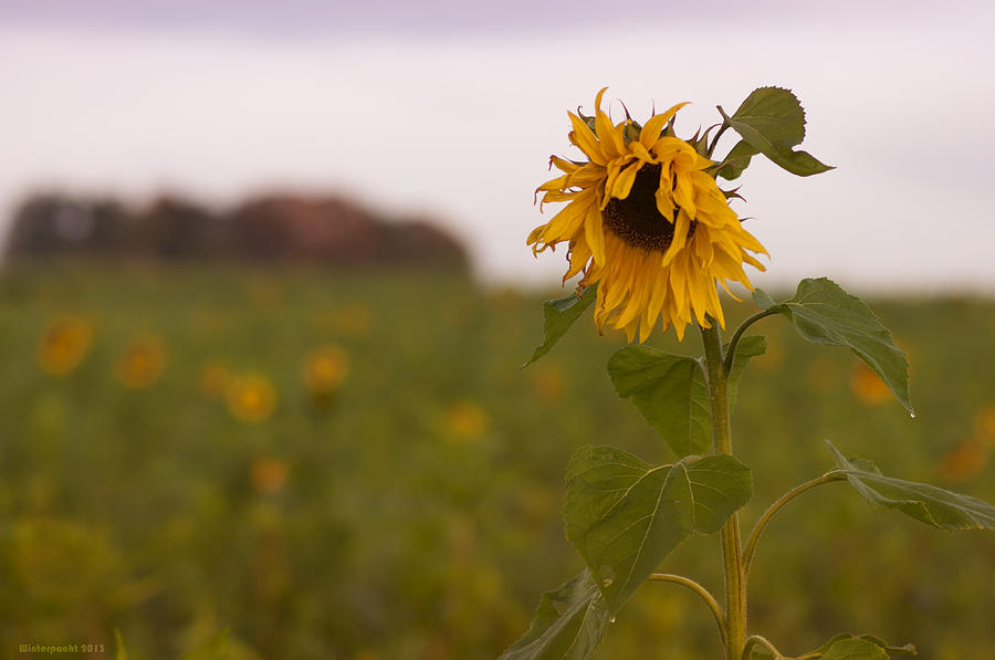 SunFlower Fields #1 Photograph by Miguel Winterpacht