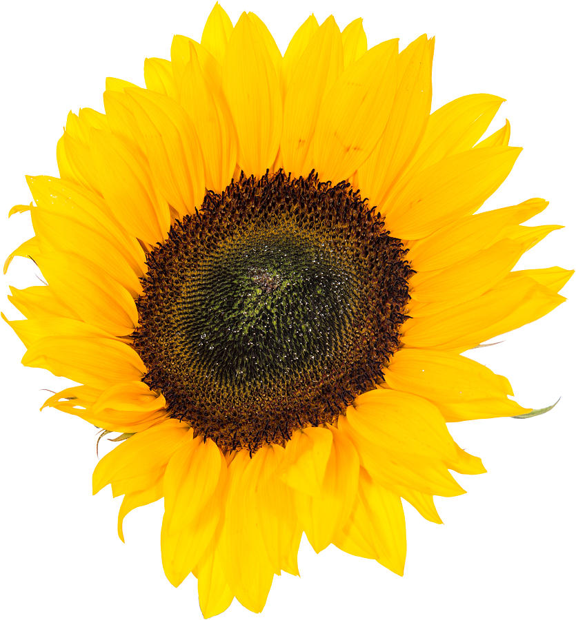 Sunflower Head isolated on white Photograph by Handmade Pictures | Fine ...