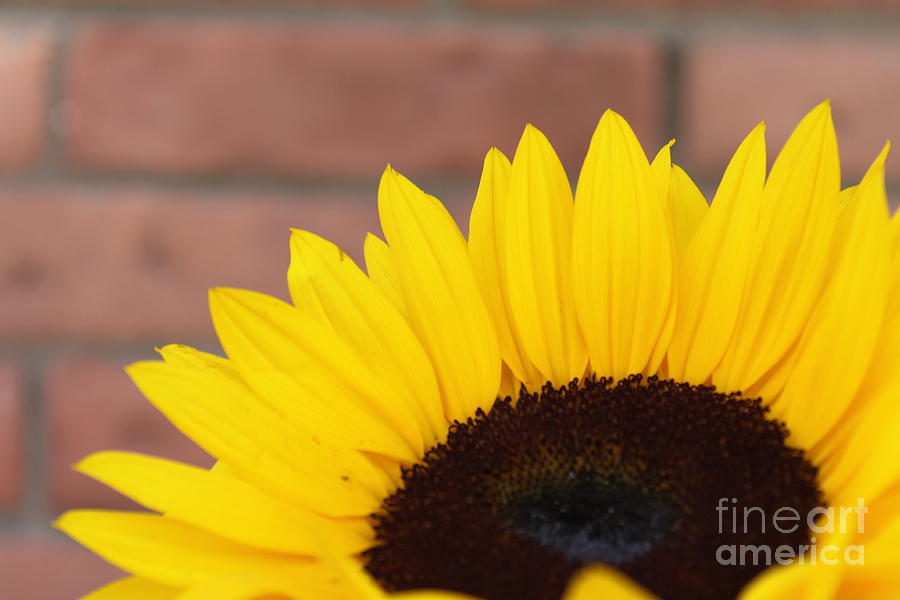 Sunflower #2 Photograph by Henrik Lehnerer