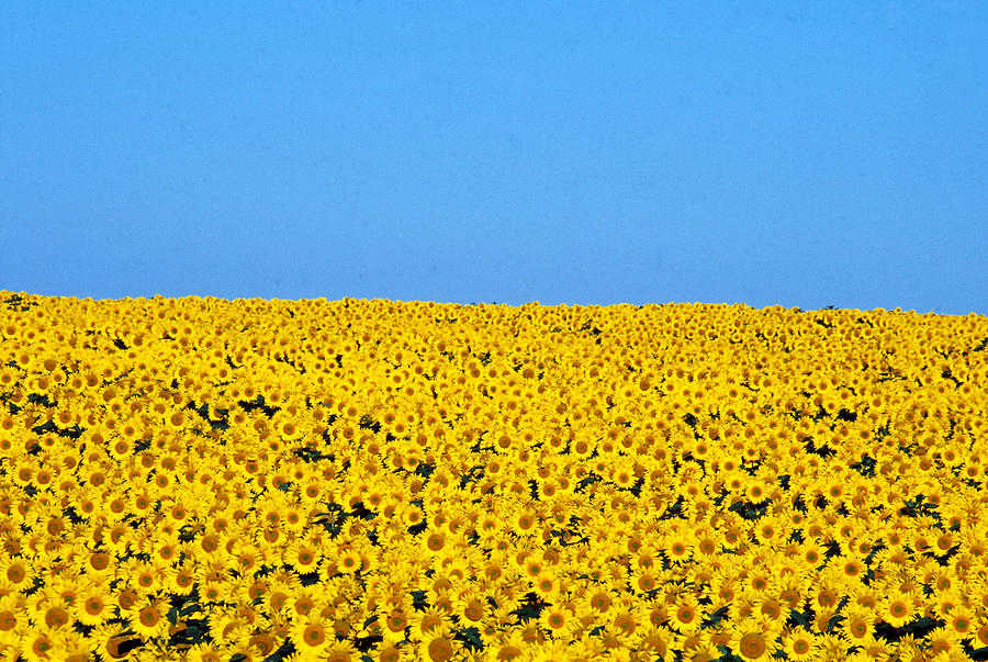 Sunflower #2 Photograph by Jeffrey Lepore