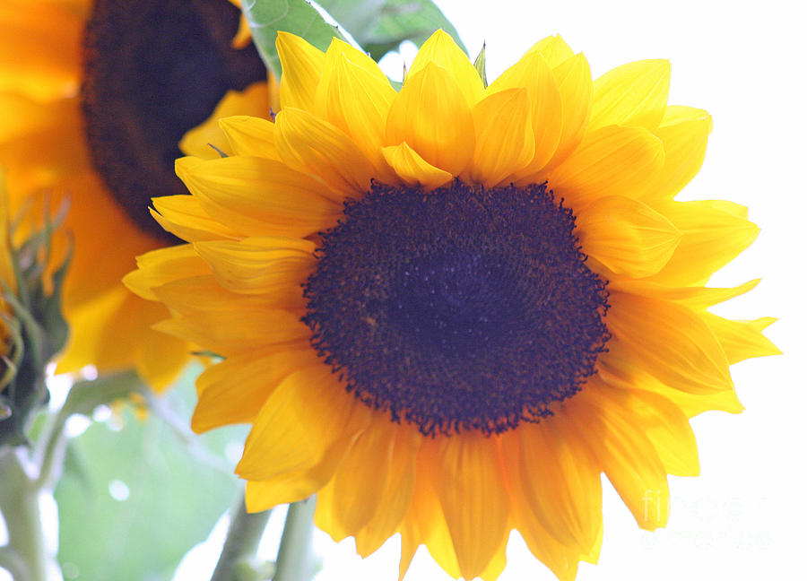 Sunflower #3 Photograph by Karen Adams