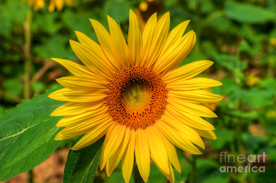 Sunflower #2 Photograph by Mark Dodd