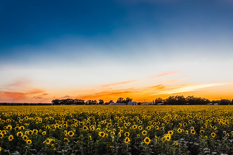 Orange Sunset Sunflower Farm Photograph by Melinda Ledsome