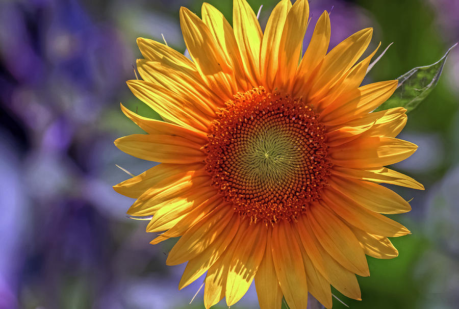 Sunflower Norfolk Botanical Garden #2 Photograph by Jerry Gammon