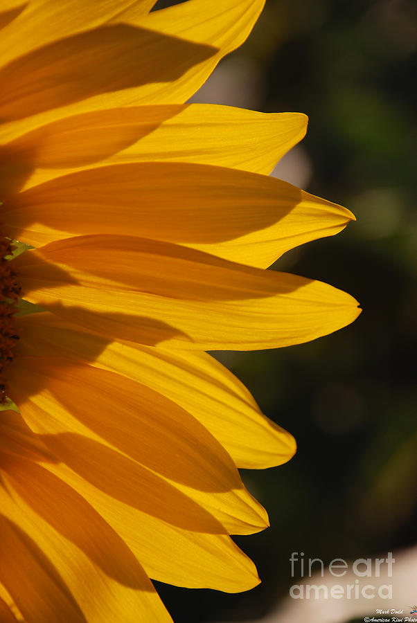 Sunflower Petals #2 Photograph by Mark Dodd