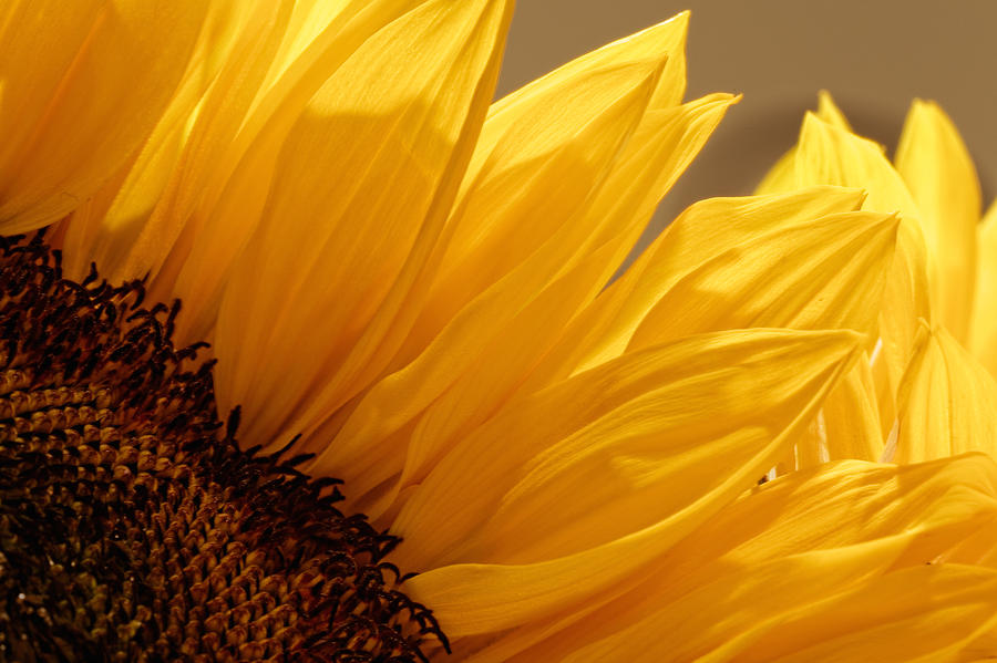 Sunflower #2 Photograph by Peter Lakomy