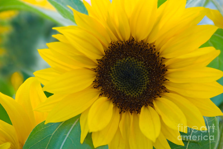 Sunflower #2 Photograph by Richard and Ellen Thane