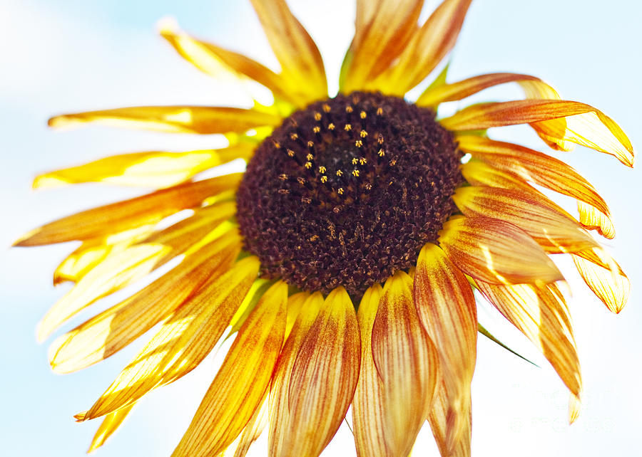 Late Summer Sun Flower Photograph by Roselynne Broussard