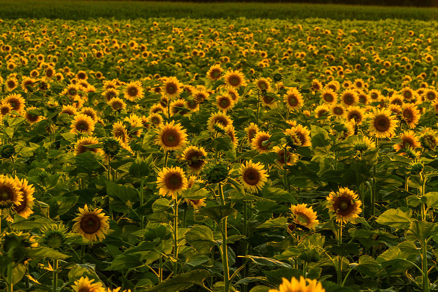 Sunflower Sunset #2 Photograph by Bryan Bzdula - Fine Art America