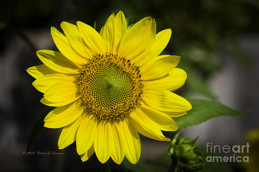 Sunflower vr. dwarf sunspot  #3 Photograph by Richard J Thompson 