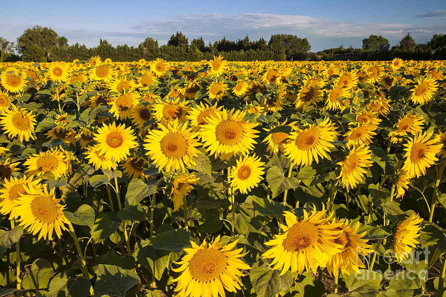 Sunflowers at Dawn #1 Photograph by Brian Jannsen