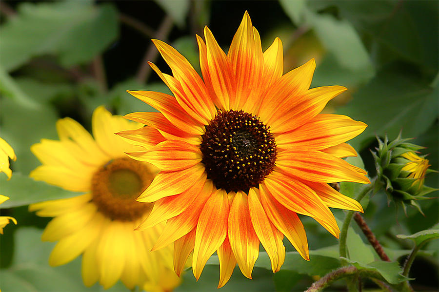 Sunflowers #2 Photograph by Dennis Bucklin