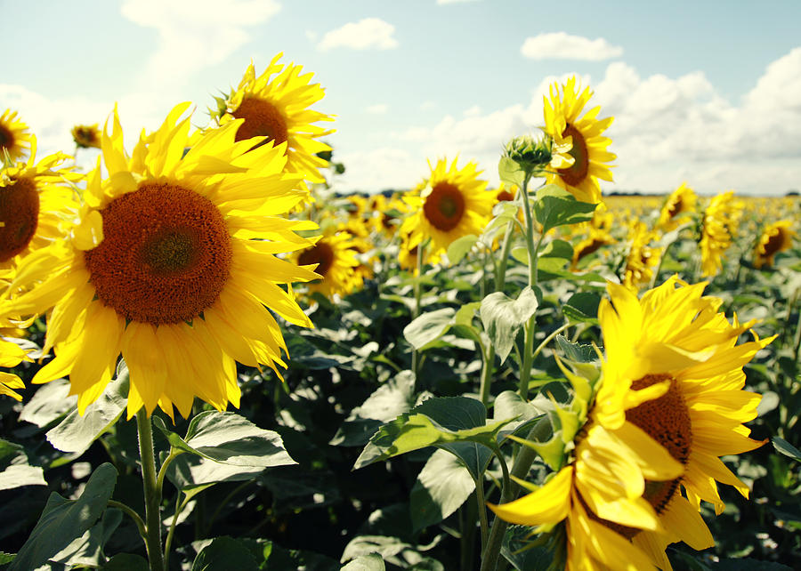 Flower Photograph - Sunflowers #2 by Falko Follert