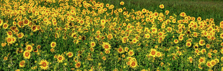 Sunflowers Helianthus Annuus Growing #2 Photograph by Panoramic Images