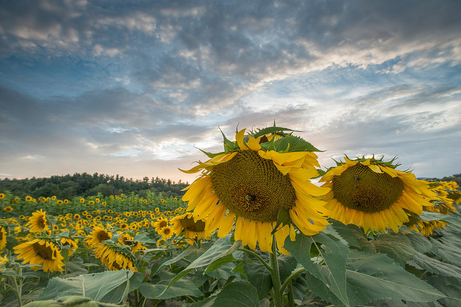 Sunflowers in the Field #2 Photograph by Joye Ardyn Durham