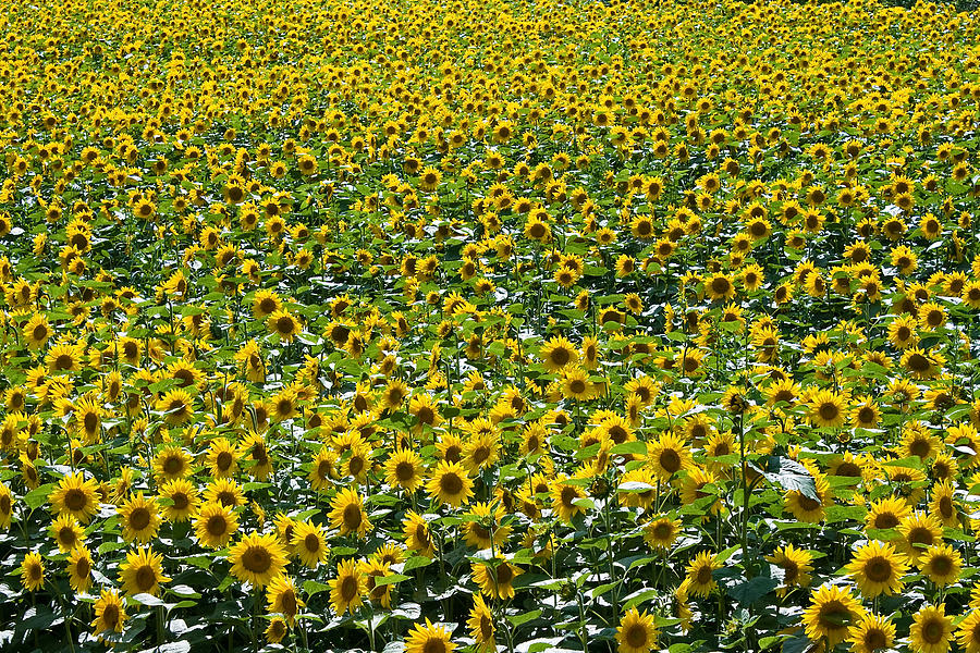 Sunflowers #2 Photograph by Jason KS Leung