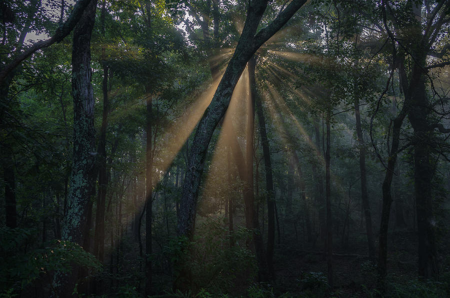 Sunlight in fog and trees #2 Photograph by David Dedman