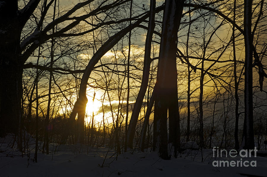 Tree Photograph - Sunrise #2 by Elaine Mikkelstrup