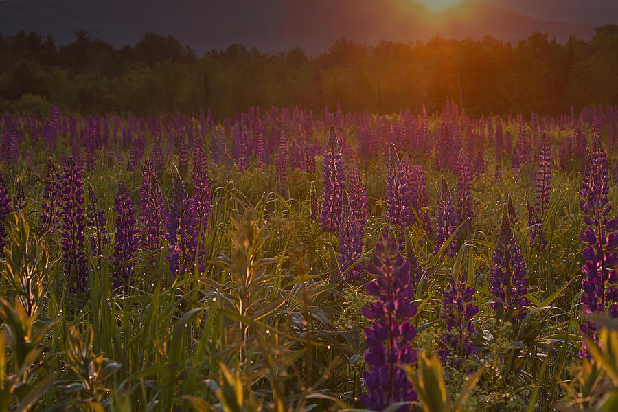 Sunrise Over a Field of Lupines #2 Photograph by John Vose