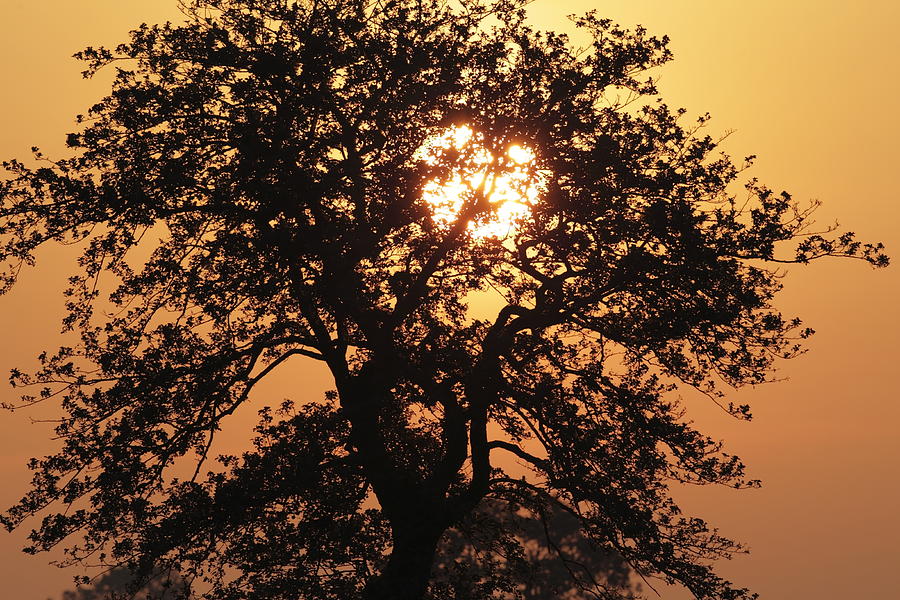 Nature Photograph - Sunrise #2 by Ronald Jansen