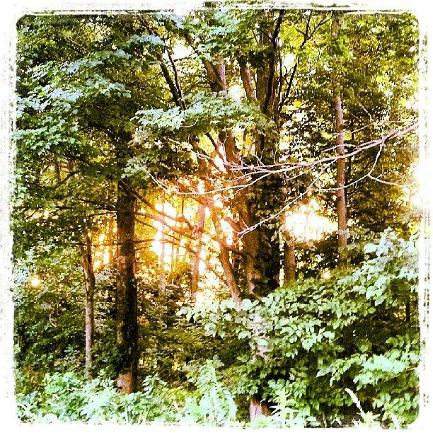 Nature Photograph - Sunset And Trees #2 by Melissa Shutts
