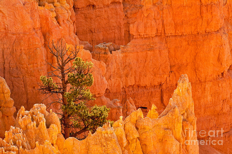 Sunset Point Bryce Canyon National Park Photograph by Fred Stearns