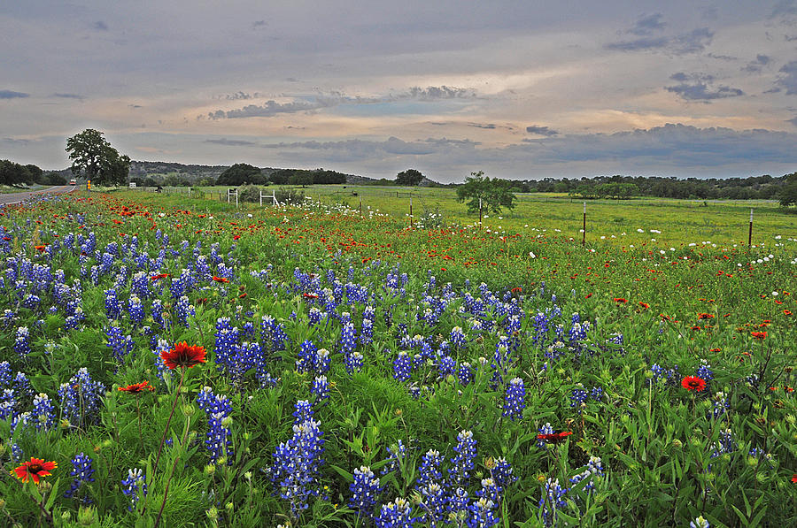 Sunset Skies Over Wildflowers #2 Photograph by Lynn Bauer