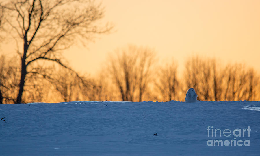 Sunset Snowy #2 Photograph by Cheryl Baxter