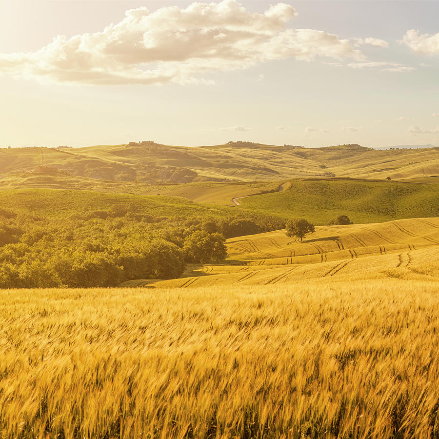 Sunset Tuscany Landscape Photograph by Focusstock Sunset Tuscany Landscape Photograph by Focusstock