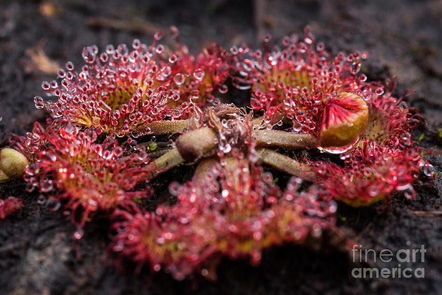 Close-up Photograph - Sundew #4 by Brothers Beerens