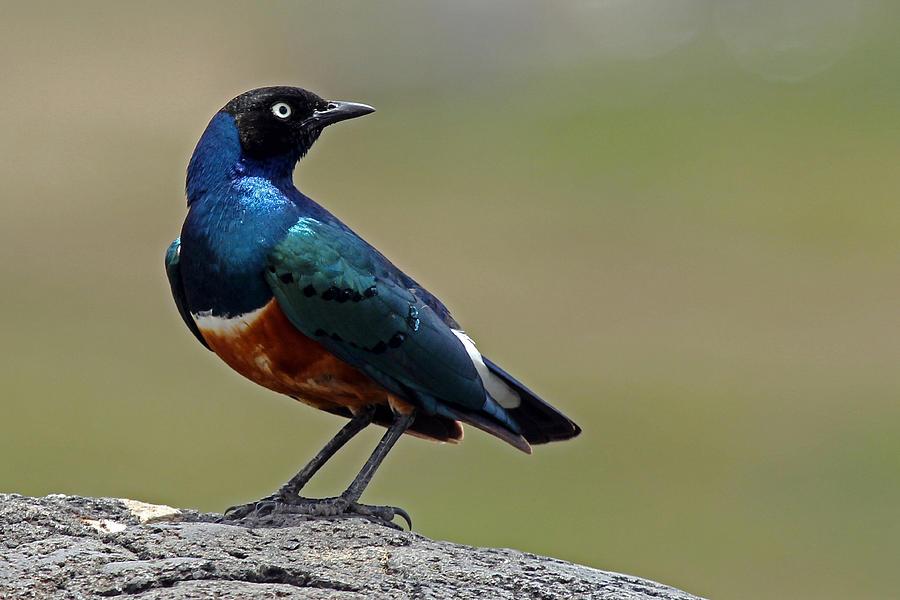 Superb Starling #2 Photograph by Tony Murtagh