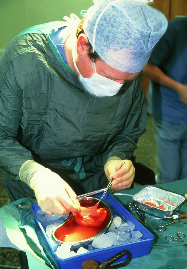 kidney donor transplant