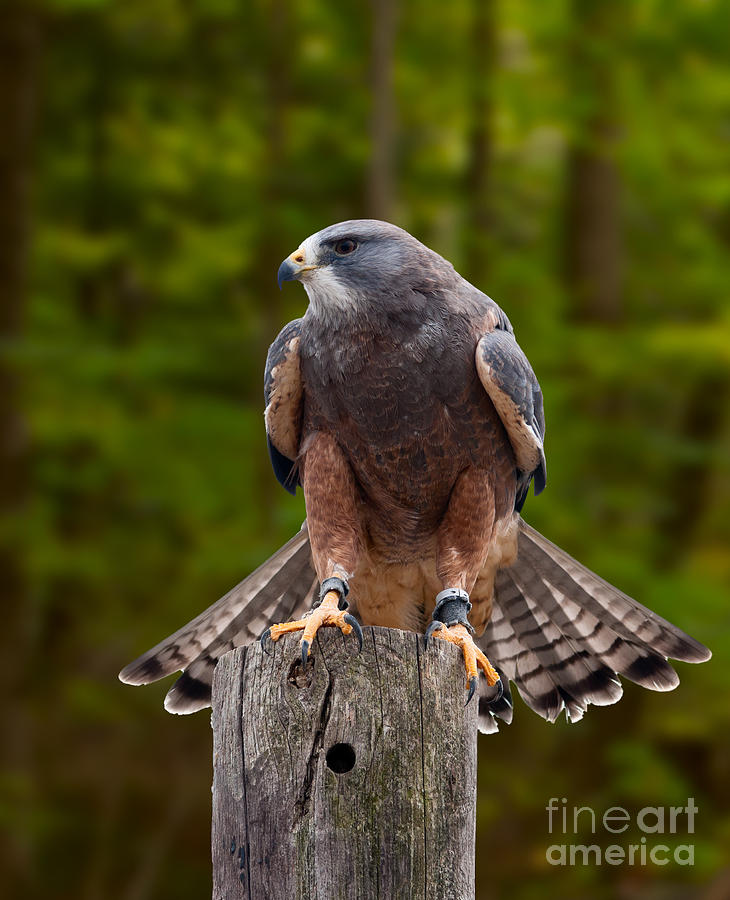 Swainsons Hawk #2 Photograph by Les Palenik