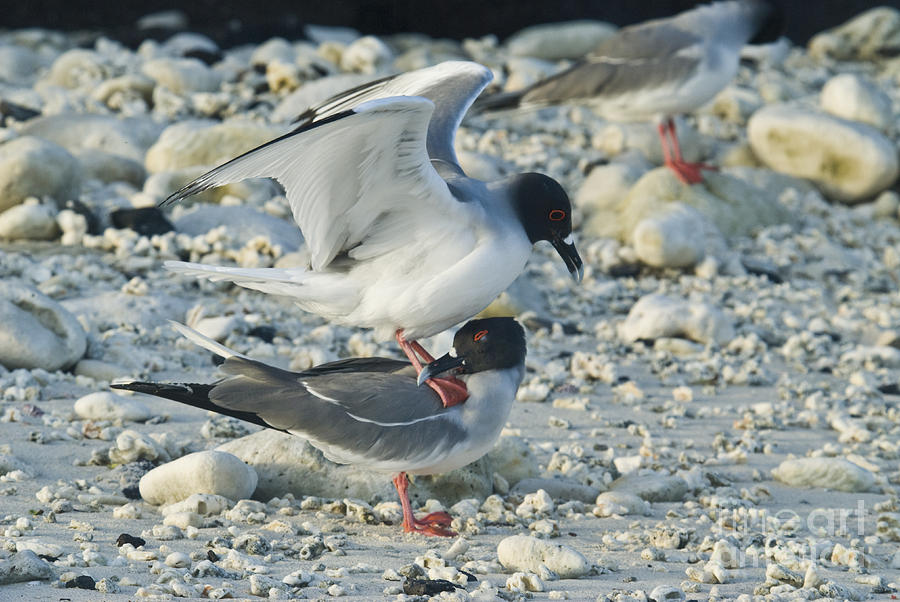 Swallow-tailed Gulls Mating #2 Photograph by William H. Mullins