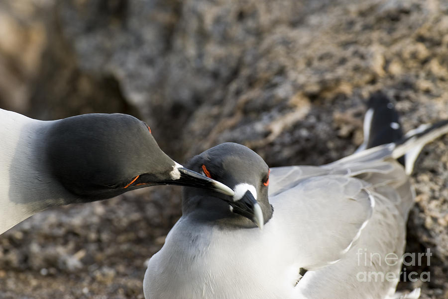 Swallow-tailed Gulls #2 Photograph by William H. Mullins