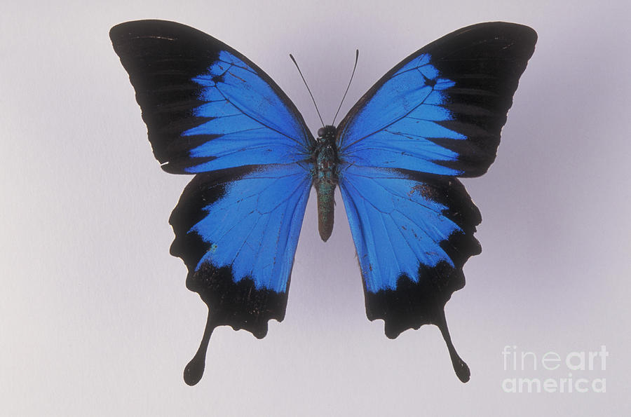 Swallowtail Butterfly #2 Photograph by Barbara Strnadova