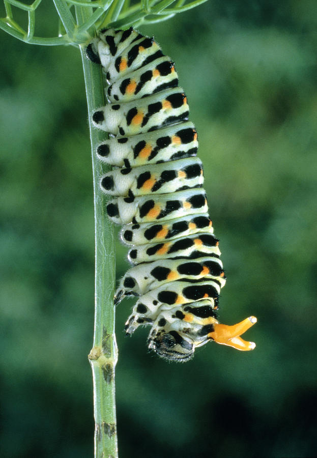 Swallowtail Caterpillar #2 Photograph by Perennou Nuridsany