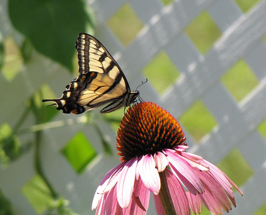 Tiger Swallowtail on Coneflower Photograph by MTBobbins Photography ...