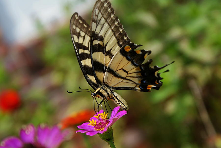 Swallowtail Photograph by Wenda Bailey - Fine Art America